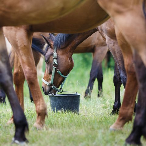 Feed/safe Home - FeedsafeNZ