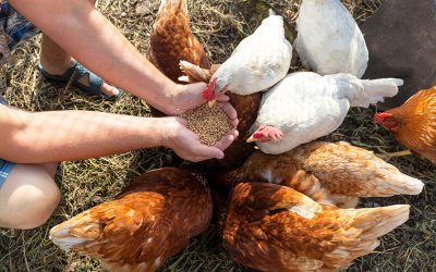 The FeedSafeNZ Guide to Feeding Chickens
