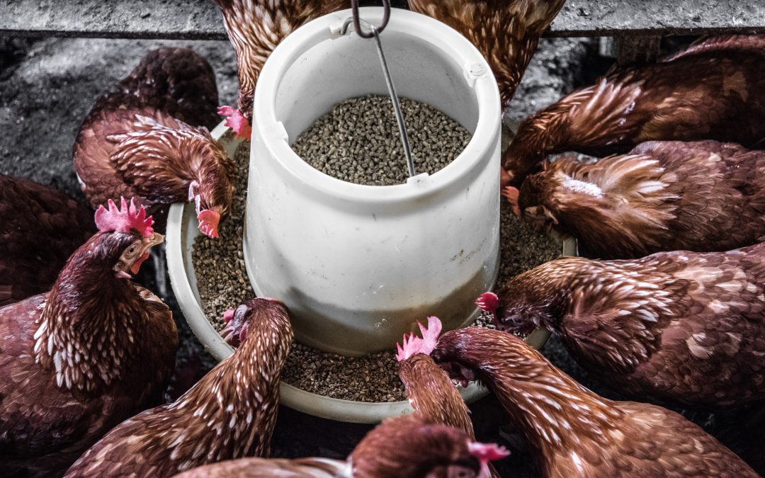 4 Reasons Why Nutrition Is So Important For Animal Feed