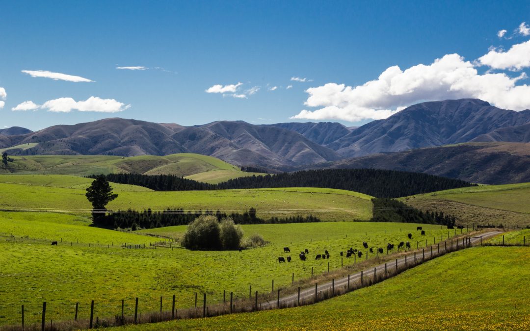 What Are New Zealand’s Animal Feed Regulations?