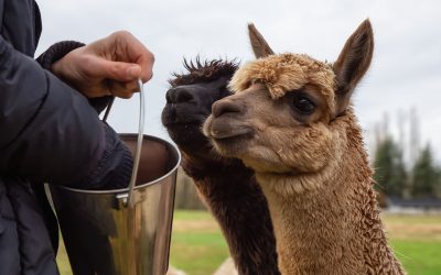 The FeedSafe Guide to Feeding Alpacas