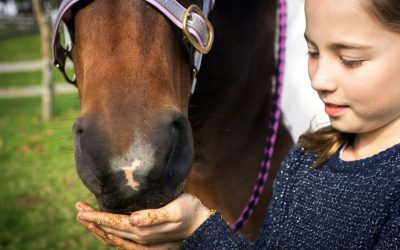 The FeedSafeNZ Guide to Feeding Horses