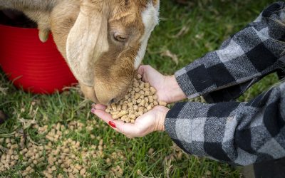 The FeedSafeNZ Guide to Feeding Goats