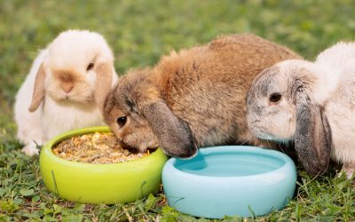 The FeedSafeNZ Guide to Feeding Rabbits
